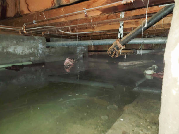 Best Water damage contractors near me  in Troup, TX